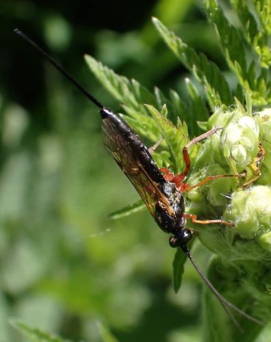 Réf. 326 295 : Lissonota sp.